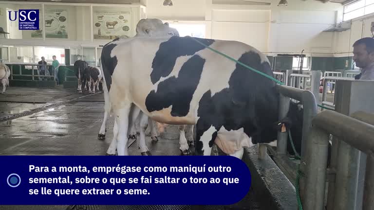 Video - Recollida seme de touro