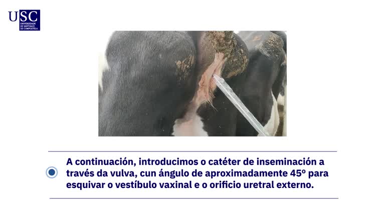 Vídeo - Inseminación artificial no gando vacun