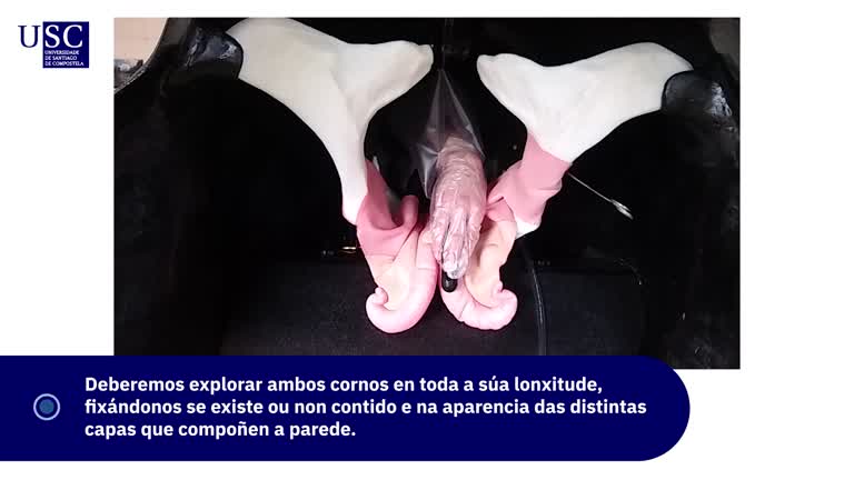 Video - Exploración ecográfica do aparello xenital da vaca - Fisioloxía