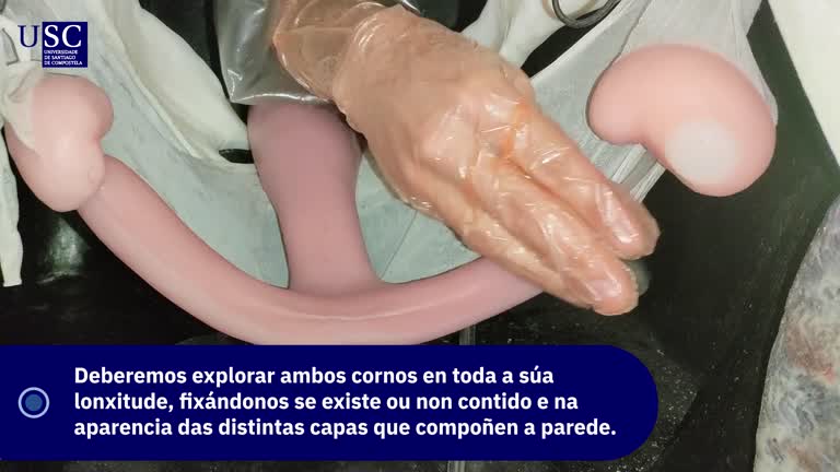 Video - Exploración ecográfica equina