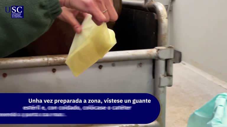 Vídeo - Inseminación artificial equina