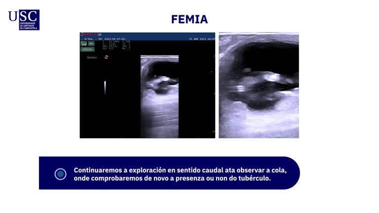 Video - Exploración ecográfica do aparello xenital da vaca - Determinación del sexo fetal