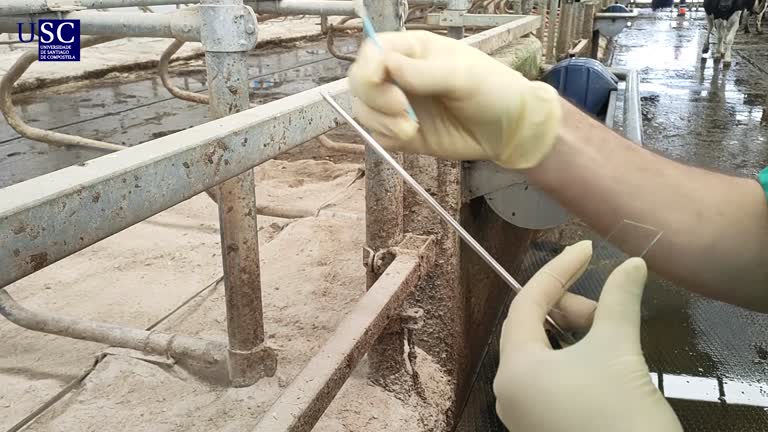 Video - Toma de muestra de citoloxía endometrial na vaca