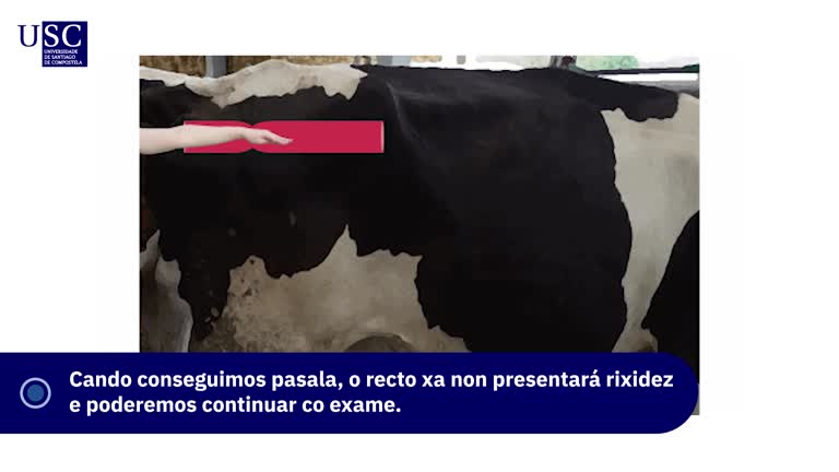 Video - Palpación transrectal no gando vacún